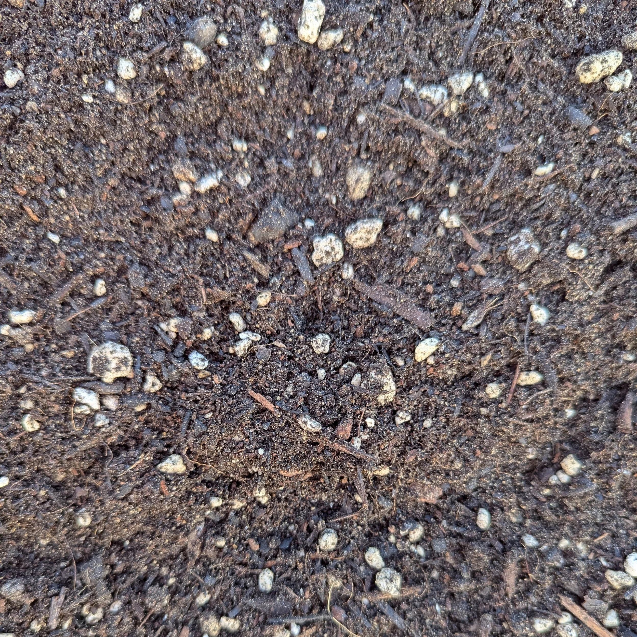 Veggie Mix